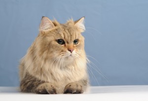 美しい毛並みで人気 チンチラペルシャの毛色とケアポイント みんなのペットライフ 美しい毛並みで人気 チンチラペルシャの毛色とケアポイント みんなのペットライフ