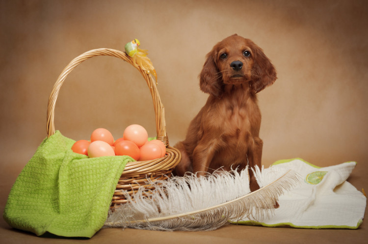 犬が卵を食べてしまった 危険性は 犬と卵の関係性について みんなのペットライフ