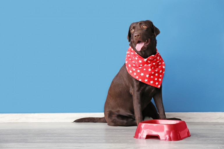 犬は桃を食べてもいい 桃を与えるときの注意点について みんなのペットライフ