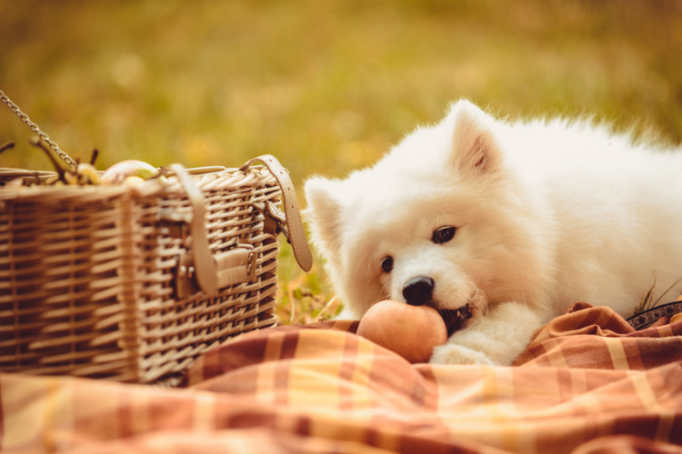 桃をかじろうとする犬