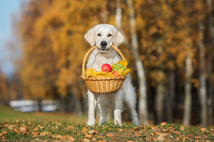 犬に果物はあげても大丈夫 与えていい果物 ダメな果物をご紹介 みんなのペットライフ