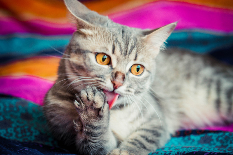 猫の舌についてのアレコレ ザラザラなのはどうして しまい忘れる理由は みんなのペットライフ