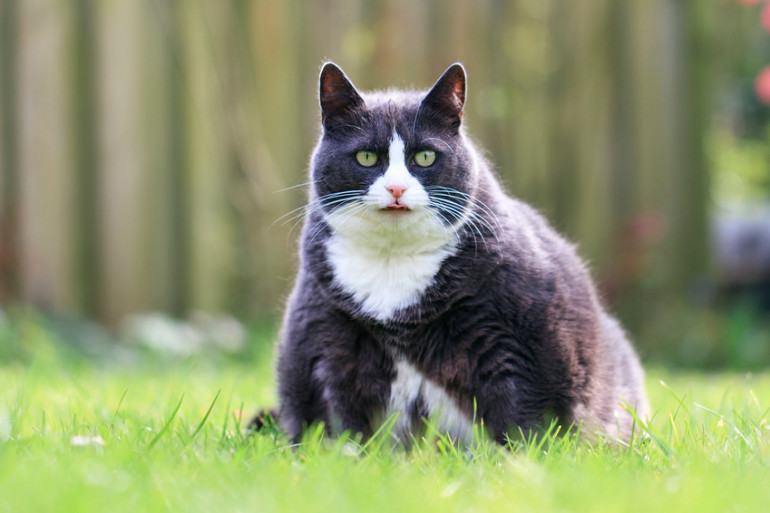 猫の肥満は大問題 チェック方法から対策までをご紹介 みんなのペットライフ