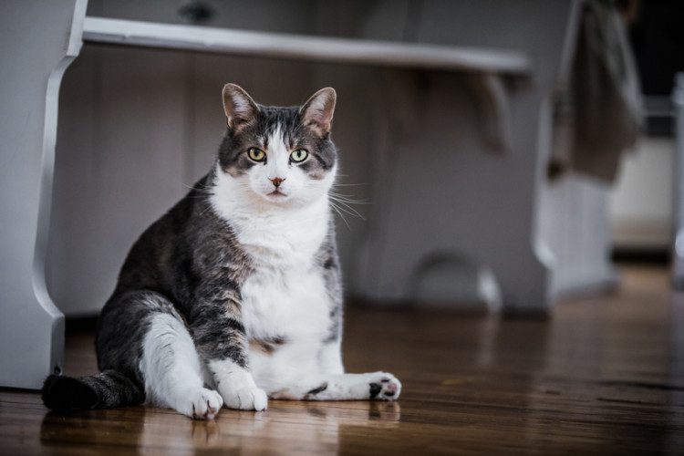 猫の肥満は大問題 チェック方法から対策までをご紹介 みんなのペットライフ