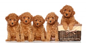 トイプードルが飼いやすい3つの理由 賢さ 性格 ケアのしやすさ みんなのペットライフ トイプードルが飼いやすい3つの理由 賢さ 性格 ケアのしやすさ みんなのペットライフ