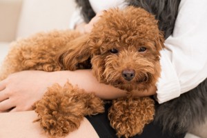 トイプードルが飼いやすい3つの理由 賢さ 性格 ケアのしやすさ みんなのペットライフ