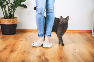 猫になつかれたい 猫になつかれる人の特徴やポイントなどをご紹介 みんなのペットライフ