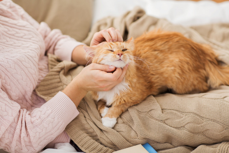 猫 に 好 かれる 人 匂い