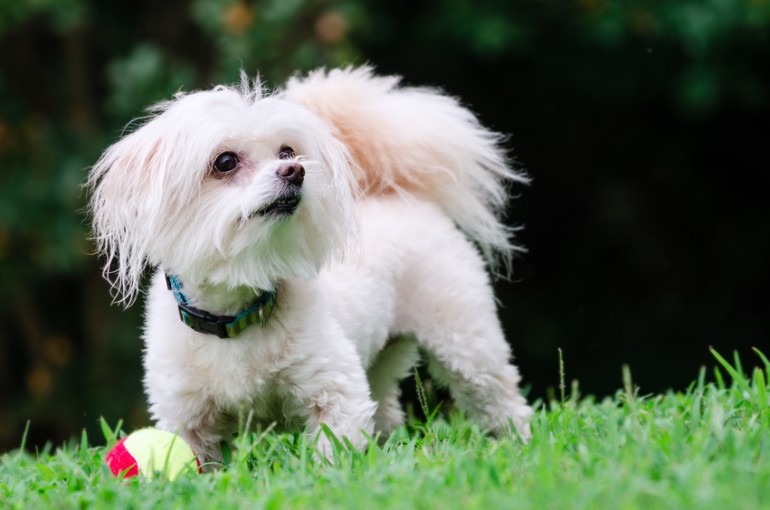 いいとこ取りのミックス犬 人気はやっぱりチワプー トイプードルのミックス犬について みんなのペットライフ