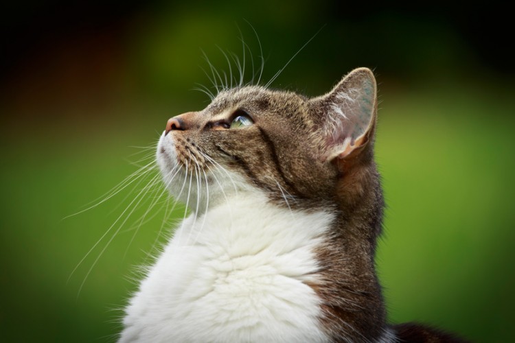 猫の体のふしぎ 野生の血を受け継ぐ 猫の優れた運動能力 みんなのペットライフ