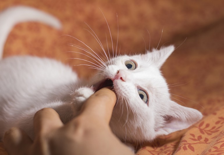 猫が急に噛むのは7つのこんニャ理由から 本能を満たして予防しよう みんなのペットライフ