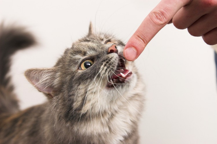 飼い主を噛もうとする猫