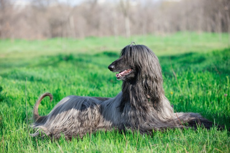 ノアの方舟に乗った犬 世界最古の犬種 アフガンハウンドの特徴と飼い方について みんなのペットライフ