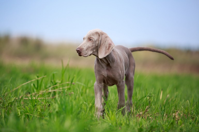 グレー ゴースト 究極の猟犬ワイマラナーの特徴や飼い方のポイントまとめ みんなのペットライフ