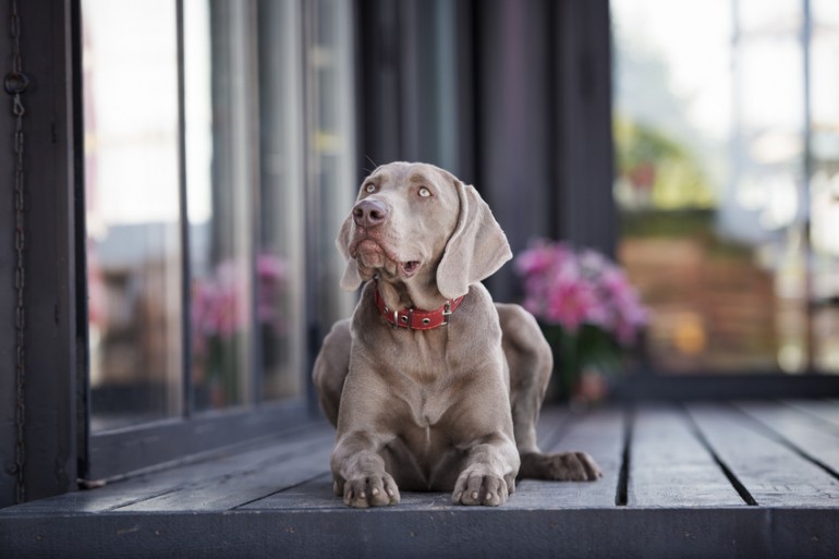 グレー ゴースト 究極の猟犬ワイマラナーの特徴や飼い方のポイントまとめ みんなのペットライフ