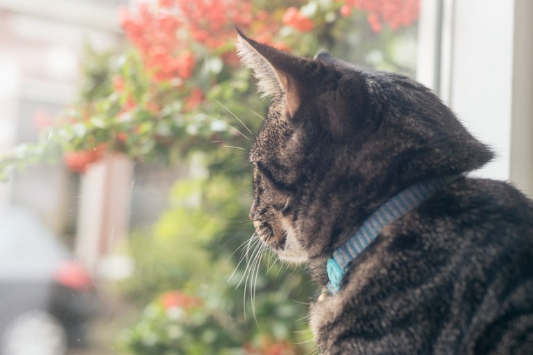 猫は外に出さないで 猫の完全室内飼いのメリットとポイント みんなのペットライフ