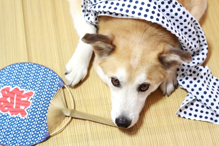 犬の飼い主さんに聞きました 夏場はどんな暑さ対策をしていますか みんなのペットライフ