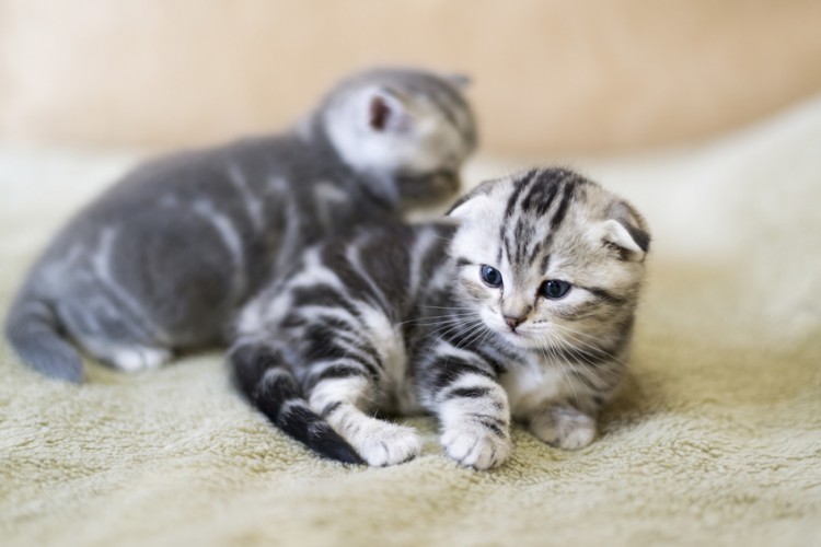 飼うならどっち スコティッシュフォールドのオスとメス 性格の違いと飼い方 みんなのペットライフ