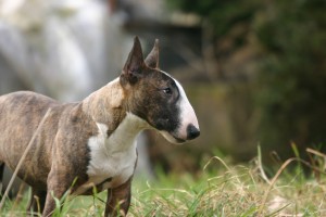 個性的な顔が魅力 ミニチュアブルテリアの歴史や性格 飼い方は みんなのペットライフ 個性的な顔が魅力 ミニチュアブルテリアの歴史や性格 飼い方は みんなのペットライフ