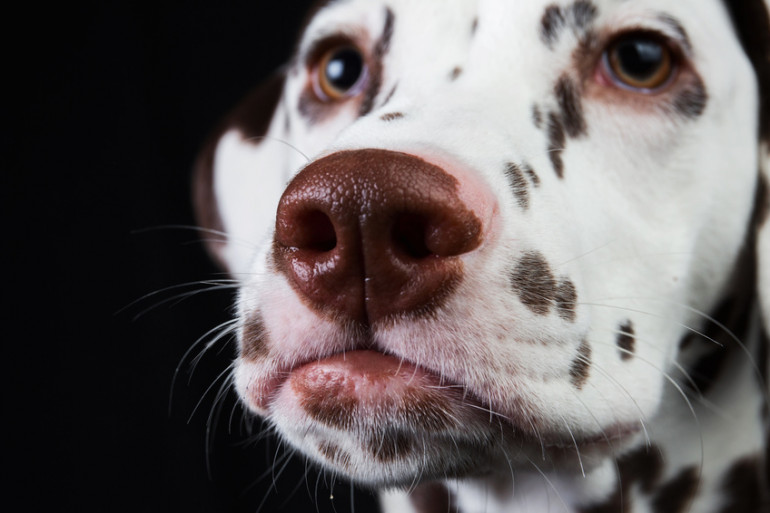 犬の鼻の乾燥について 気になる原因は 病気の可能性も みんなのペットライフ