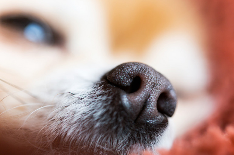 犬の鼻の乾燥について 気になる原因は 病気の可能性も みんなのペットライフ