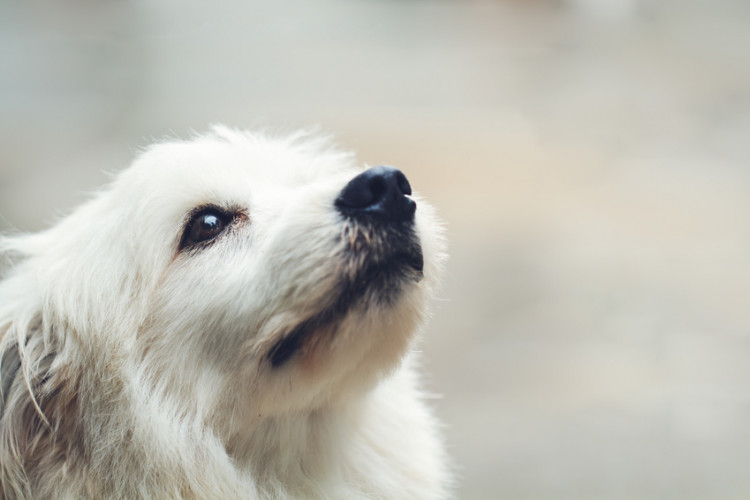 犬の鼻の乾燥について 気になる原因は 病気の可能性も みんなのペットライフ