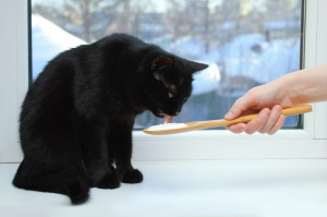 猫はヨーグルトを食べても大丈夫 メリットや注意点 病気との関係性を解説 みんなのペットライフ 猫はヨーグルトを食べても大丈夫 メリットや注意点 病気との関係性を解説 みんなのペットライフ