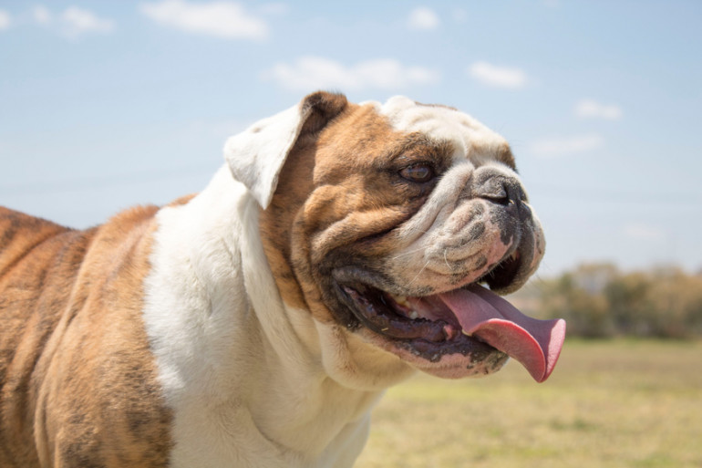 ブルドッグを徹底解説 イギリス生まれの元闘犬 ブルドッグ特徴 性格 飼い方について みんなのペットライフ