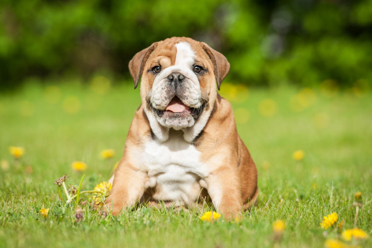 ブルドッグ みたい な 犬