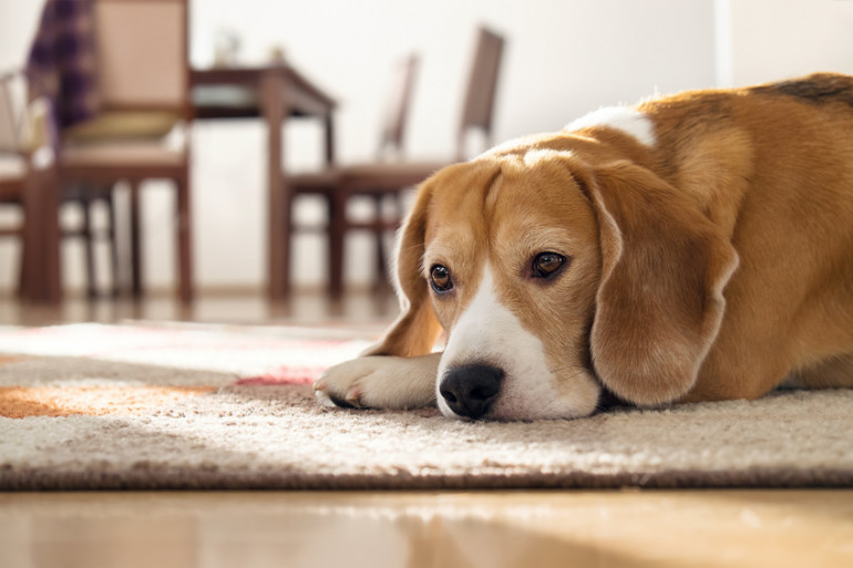 犬がキャベツを食べたがる メリットや注意点 与え方を解説します みんなのペットライフ