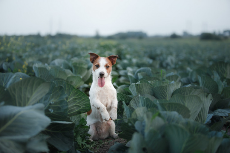 犬がキャベツを食べたがる メリットや注意点 与え方を解説します みんなのペットライフ