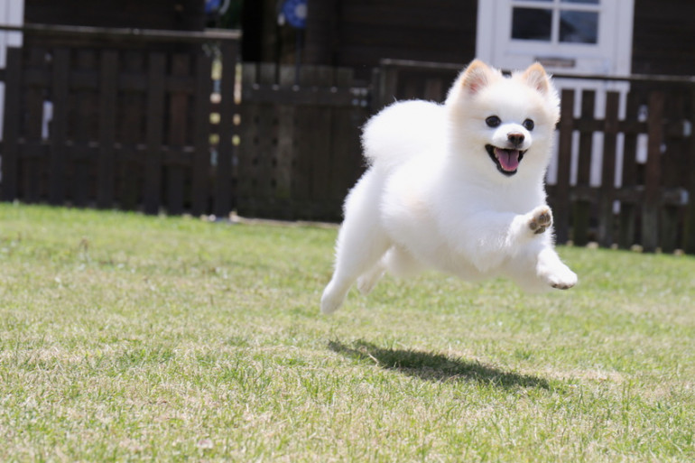 犬がキャベツを食べたがる メリットや注意点 与え方を解説します みんなのペットライフ