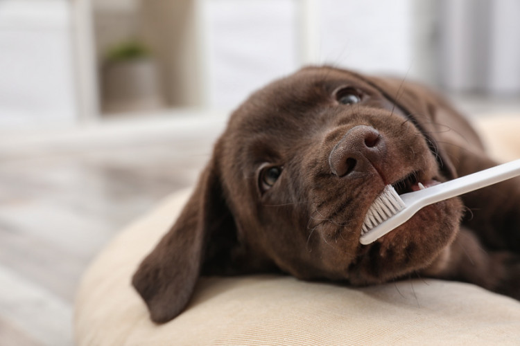 犬の歯石は歯周病の原因に 歯石の取り方と予防法を解説 みんなのペットライフ