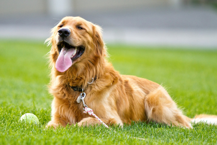 犬 里親 ゴールデン レトリバー