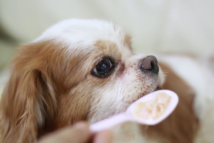 老犬がごはんを食べない 飼い主にできる食事の工夫と注意点 みんなのペットライフ