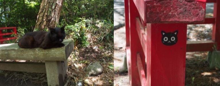 宮城の猫島 田代島に行ってきました アクセスや観光スポットなどをご紹介 みんなのペットライフ