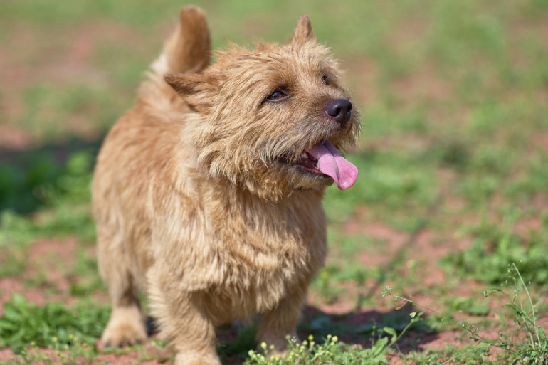 犬にヒゲに関するあれこれ ヒゲの役割やヒゲ切りなど犬のヒゲを紹介 みんなのペットライフ