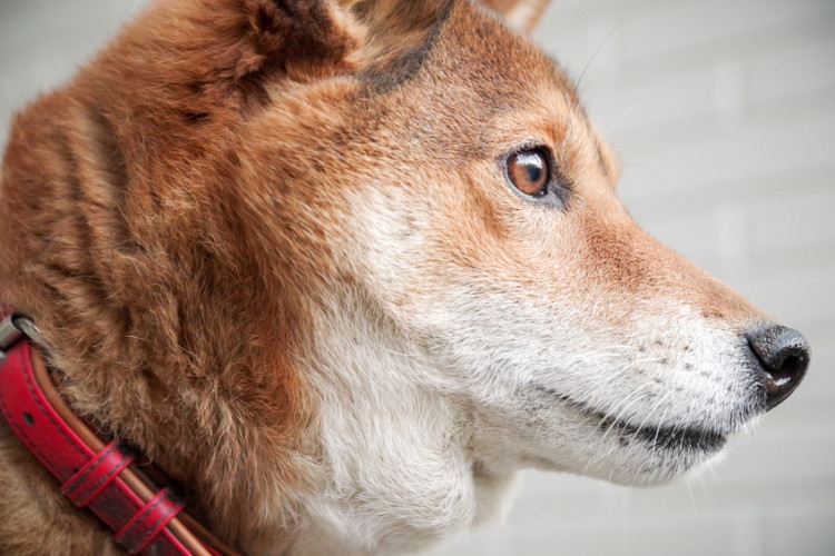 犬にヒゲに関するあれこれ ヒゲの役割やヒゲ切りなど犬のヒゲを紹介 みんなのペットライフ