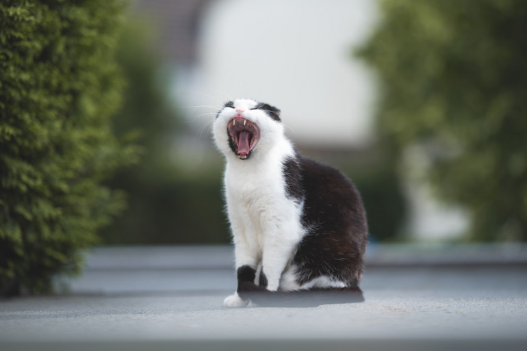 猫のあくびには理由がある 眠いだけじゃないあくびに隠された猫の気持ち みんなのペットライフ