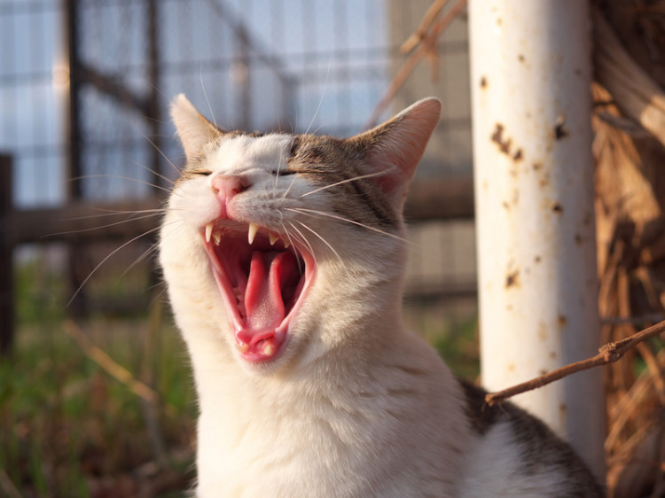 猫のあくびには理由がある 眠いだけじゃないあくびに隠された猫の気持ち みんなのペットライフ