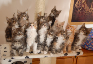 猫はもふもふでかわいい もふもふの理由やもふもふ猫を飼うときのポイント みんなのペットライフ