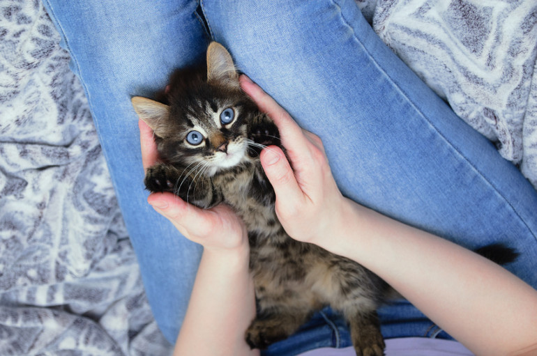 猫はもふもふでかわいい もふもふの理由やもふもふ猫を飼うときのポイント みんなのペットライフ