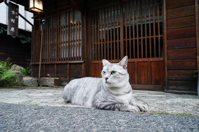 サバトラ猫ってどんな猫 キジトラとの違いや特徴などを解説 みんなのペットライフ