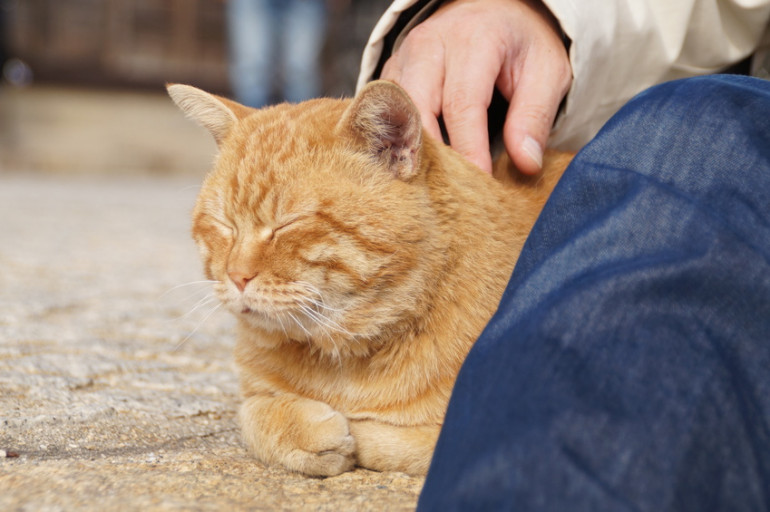 茶トラってどんな猫 茶トラの特徴やほかのトラ猫との違いについて みんなのペットライフ