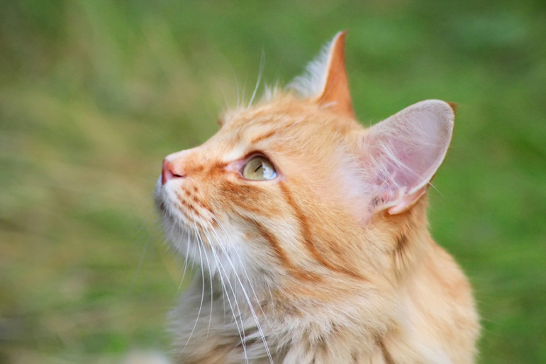 茶トラってどんな猫 茶トラの特徴やほかのトラ猫との違いについて みんなのペットライフ