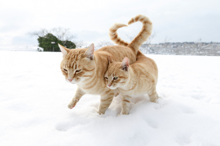 茶トラってどんな猫 茶トラの特徴やほかのトラ猫との違いについて みんなのペットライフ