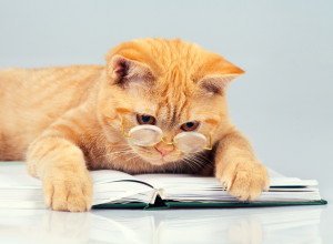 茶トラってどんな猫 茶トラの特徴やほかのトラ猫との違いについて みんなのペットライフ 茶トラってどんな猫 茶トラの特徴やほかのトラ猫との違いについて みんなのペットライフ