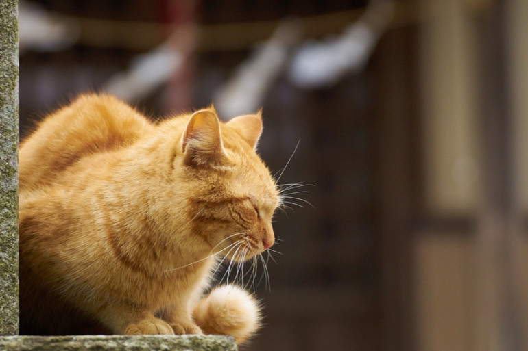 茶トラってどんな猫 茶トラの特徴やほかのトラ猫との違いについて みんなのペットライフ