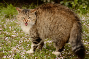 猫が威嚇してくる理由 威嚇の特徴 変なポーズのわけとは みんなのペットライフ