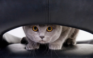 猫が家の中でいなくなった 猫が好む場所の特徴や探し方についてご紹介 みんなのペットライフ 猫が家の中でいなくなった 猫が好む場所の特徴や探し方についてご紹介 みんなのペットライフ